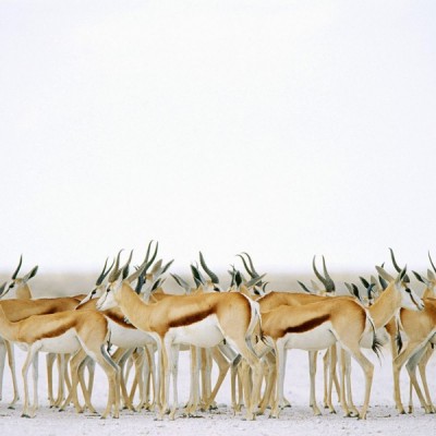 Etosha: Game Drive