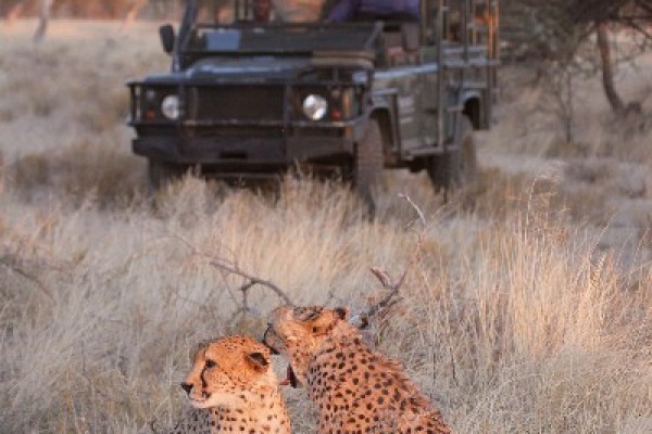 Erindi: Game Drive