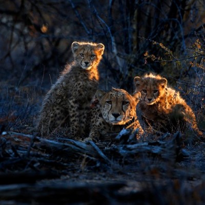Erindi Private Game Reserve