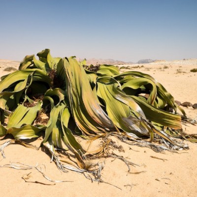 Namib Desert