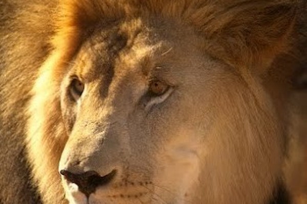 N/a'an ku se Lodge: Carnivore feeding tour