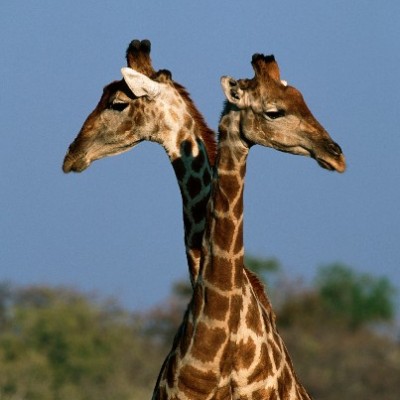 Okonjima: Game Drive