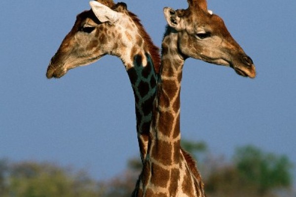 Okonjima: Game Drive
