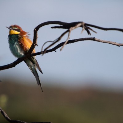 Okonjima: Game Drive
