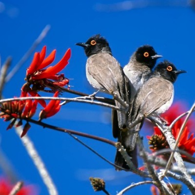 Etosha: Game Drive