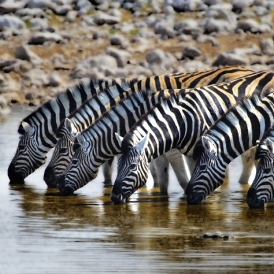 Etosha: Game Drive