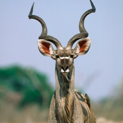 Okonjima: Game Drive