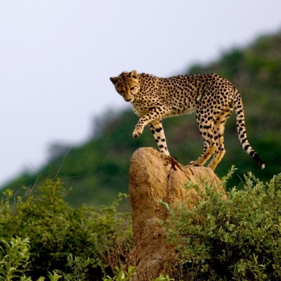 Okonjima