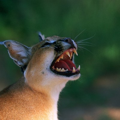 Okonjima