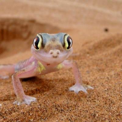 Namib Desert