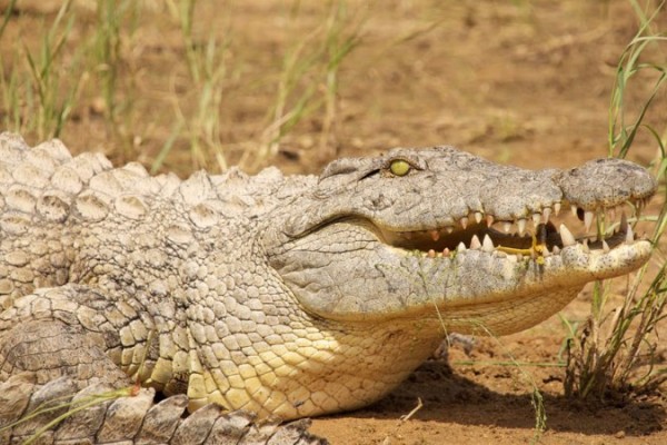 Erindi Private Game Reserve