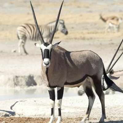 Etosha: Game Drive
