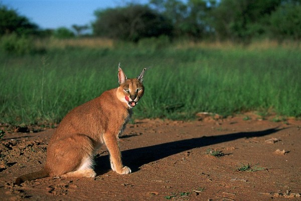 Okonjima: Large Carnivore Trakcing & bird watching