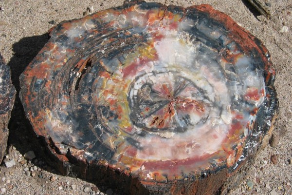 Petrified Forest