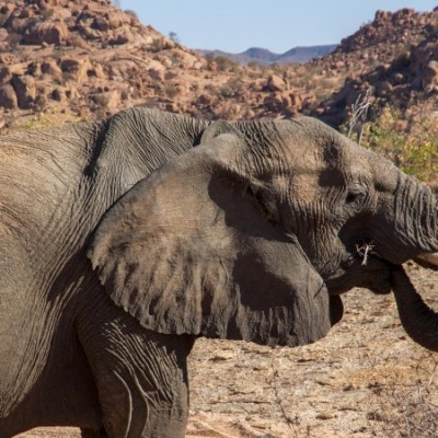 Damaraland Deset Dwelling Elephants