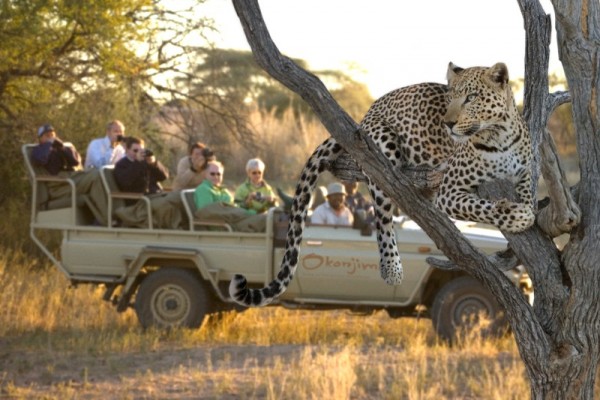 Okonjima: Leopard Viewing Game Drive